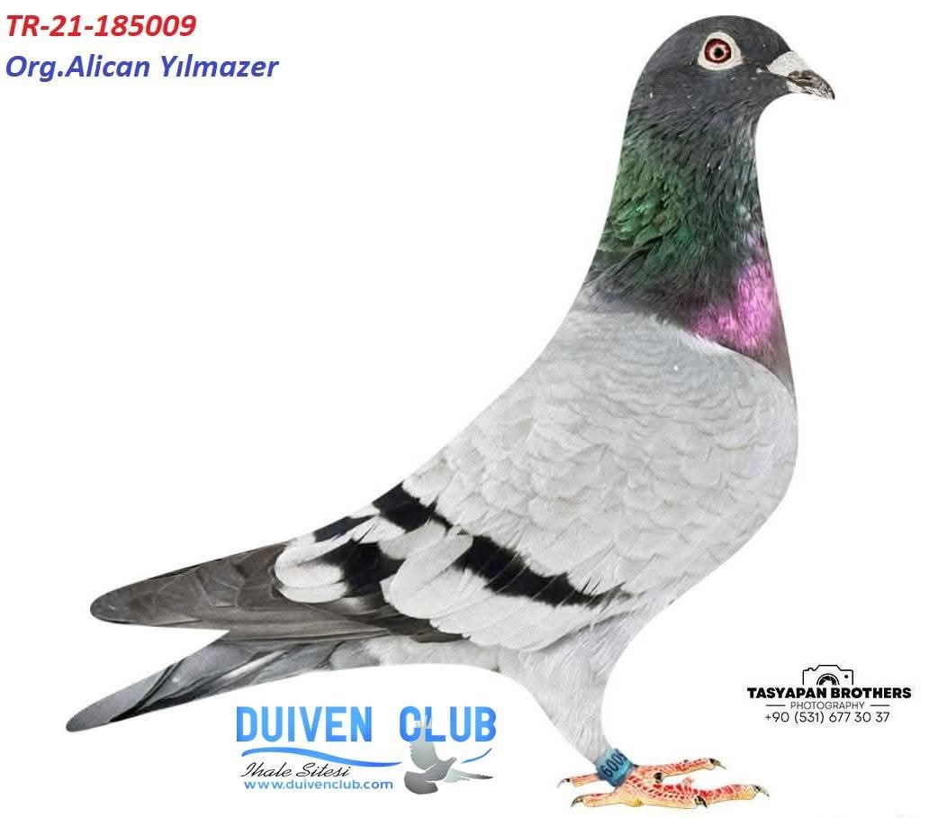 TR-21-185009-DİŞi